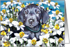 Great Dane Pup Blue In the Daffodils card