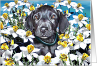 Great Dane Pup Black In the Daffodils card