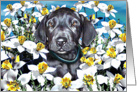 Great Dane Pup Black In the Daffodils card