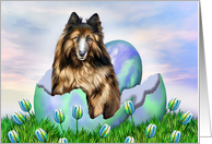 Belgian Tervuren Sheepdog Easter Surprise card