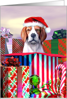 Beagle Dog Christmas Surprise card