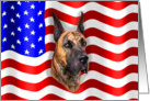 Great Dane Brindle Dog Patriot US Flag card