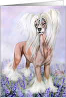 Chinese Crested...