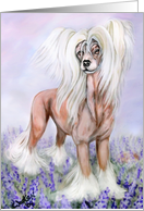 Chinese Crested Hairless Dog in the Blue Bonnets card