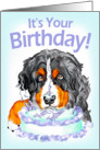 Bernese Mountain Dog Birthday Cake Face card