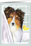 Shetland Sheepdog Sable Sheltie Bath card