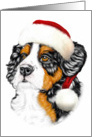 Bernese Mountain Dog Christmas Santa Pup card