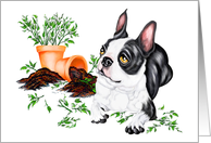 Boston Terrier Dog Naughty Pup card