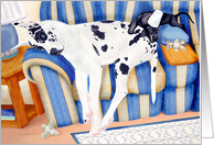 Great Dane Harlequin & Black Couch Taters card