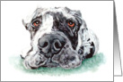 Great Dane Merle Puppy Taped Up card