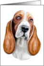 Basset Hound Red & White Dog Art Bust Head Study card