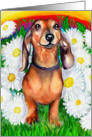 Dachshund Dog Art Doxie Daisy Patch card