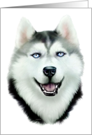 Siberian Husky Dog Art Head Study Bust card