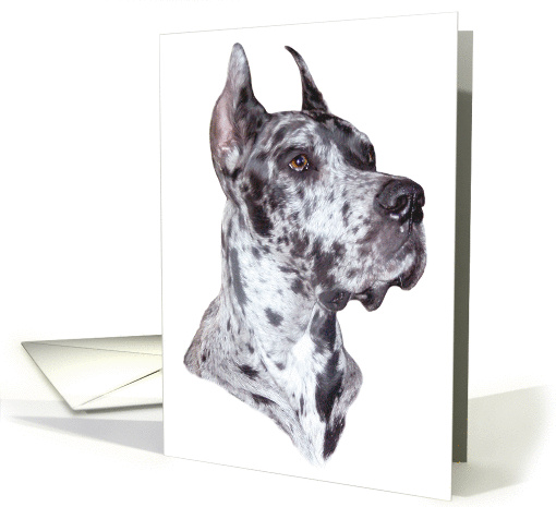 Great Dane Dog Art Merle Head Study Bust card (51080)