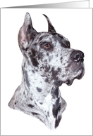 Great Dane Dog Art Merle Head Study Bust card