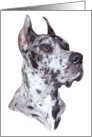 Great Dane Dog Art Merle Head Study Bust card