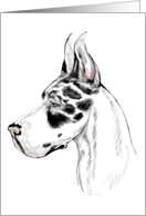 Great Dane Dog Art Harlequin Head Study Bust card