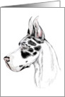 Great Dane Dog Art Harlequin Head Study Bust card