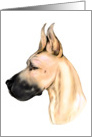 Great Dane Dog Art Fawn Fem Head Study Bust card