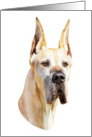Great Dane Dog Art Fawn Head Study Bust card