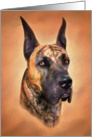 Great Dane Dog Art Brindle Head Study Bust card