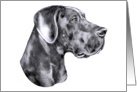 Great Dane Dog Art Blue UC Head Study Bust card