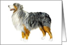 Australian Shepherd Standing Dog Art card