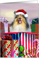 Collie Dog Christmas Surprise card