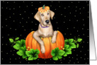 Yellow Lab Dog Pumpkin Halloween card