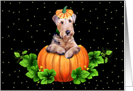Airedale Terrier Dog...