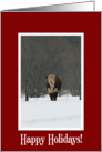 Cattle in the Snow Holiday Card
