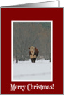 Cow in the Snow Christmas Card