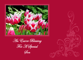 Spring Tulips...