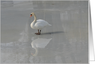 Swan Reflection Blank Card