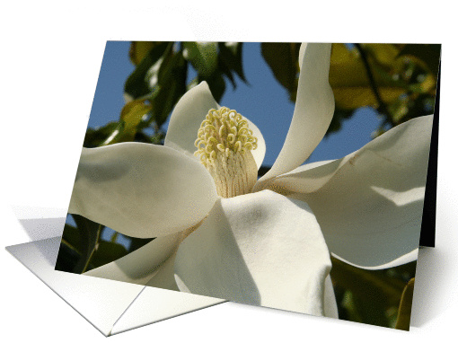 Blooming Magnolia Blank card (202606)