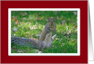 Squirrel Love Card