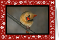 Cute Cardinal Christmas Card