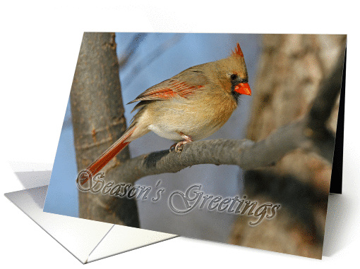 Cardinal Season's Greetings card (336799)