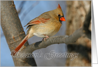 Cardinal Season’s Greetings Card