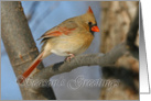 Cardinal Season’s Greetings Card