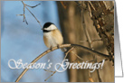 Chickadee Season’s Greetings Card