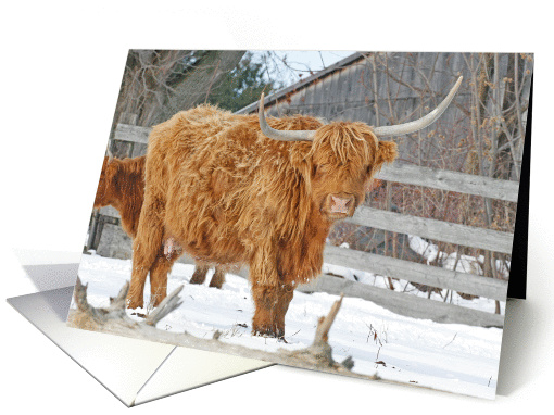 Highland Cattle Christmas card (337628)