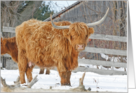 Highland Cattle Christmas Card