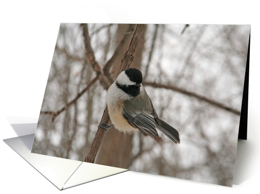 Chickadee Blank card (352916)