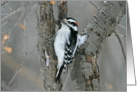 Male Downy Woodpecker Blank Card
