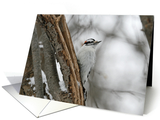 Winter Male Downy Woodpecker Blank card (352928)