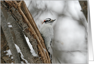 Winter Male Downy Woodpecker Blank Card