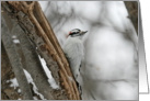 Winter Male Downy Woodpecker Blank Card