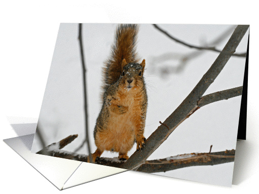 Cute Squirrel Blank card (352932)