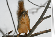 Cute Squirrel Blank Card